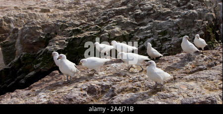 Paloma Antarktis (Chionis alba) y al fondo Cormoran Imperial, Patagonien, Argentinien Stockfoto