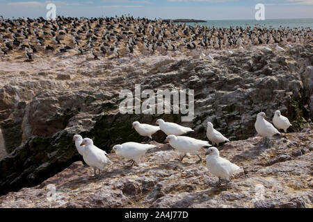 Paloma Antarktis (Chionis alba) y al fondo Cormoran Imperial, Patagonien, Argentinien Stockfoto