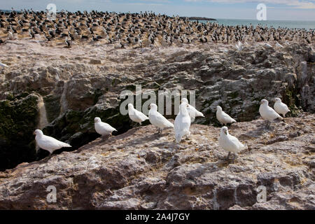 Paloma Antarktis (Chionis alba) y al fondo Cormoran Imperial, Patagonien, Argentinien Stockfoto