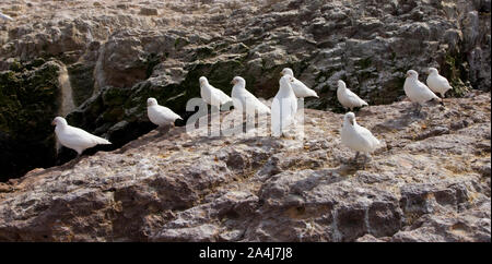 Paloma Antarktis (Chionis alba) y al fondo Cormoran Imperial, Patagonien, Argentinien Stockfoto