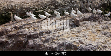 Paloma Antarktis (Chionis alba) y al fondo Cormoran Imperial, Patagonien, Argentinien Stockfoto