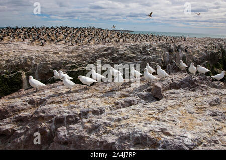 Paloma Antarktis (Chionis alba) y al fondo Cormoran Imperial, Patagonien, Argentinien Stockfoto