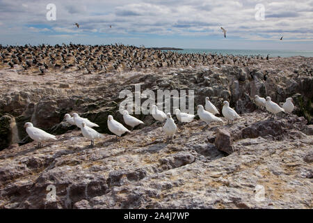 Paloma Antarktis (Chionis alba) y al fondo Cormoran Imperial, Patagonien, Argentinien Stockfoto