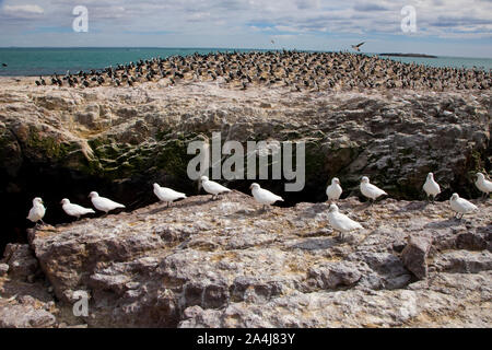 Paloma Antarktis (Chionis alba) y al fondo Cormoran Imperial, Patagonien, Argentinien Stockfoto