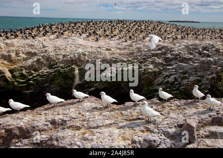 Paloma Antarktis (Chionis alba) y al fondo Cormoran Imperial, Patagonien, Argentinien Stockfoto