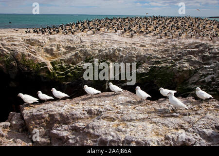 Paloma Antarktis (Chionis alba) y al fondo Cormoran Imperial, Patagonien, Argentinien Stockfoto