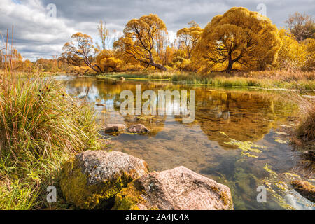 Malerischer Herbst Landschaft. Gelbe Weiden sind im klaren Wasser der kleinen seichten Fluss reflektiert. Izvarka Fluss in der Region Leningrad, Russland Stockfoto