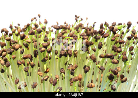 Keimlinge von Morning Glory auf isolierte Stockfoto