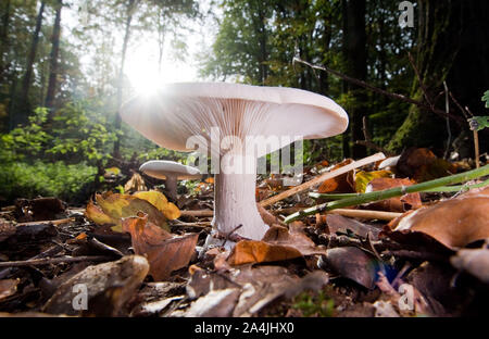 Sehnde, Deutschland. 15 Okt, 2019. Ein Pilz wächst im bockmerholz Waldfläche in der Region Hannover. Credit: Julian Stratenschulte/dpa/Alamy leben Nachrichten Stockfoto