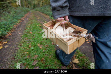 Sehnde, Deutschland. 15 Okt, 2019. Ein Mann in der bockmerholz Waldfläche in der Region Hannover trägt die Pilze in einem Korb zu Hause mit einem Buch zu identifizieren. Credit: Julian Stratenschulte/dpa/Alamy leben Nachrichten Stockfoto