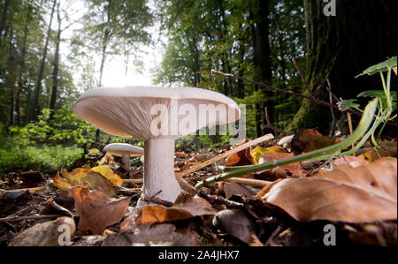 Sehnde, Deutschland. 15 Okt, 2019. Ein Pilz wächst im bockmerholz Waldfläche in der Region Hannover. Credit: Julian Stratenschulte/dpa/Alamy leben Nachrichten Stockfoto
