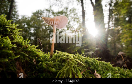 Sehnde, Deutschland. 15 Okt, 2019. Ein Pilz wächst im bockmerholz Waldfläche in der Region Hannover. Credit: Julian Stratenschulte/dpa/Alamy leben Nachrichten Stockfoto
