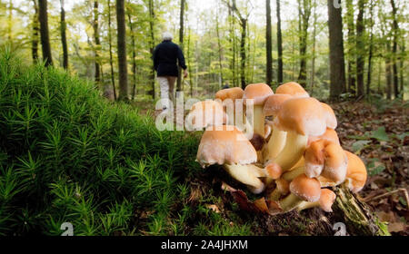 Sehnde, Deutschland. 15 Okt, 2019. Pilze wachsen in der bockmerholz Waldfläche in der Region Hannover, während eine Frau für essbare Pilze suchen. Credit: Julian Stratenschulte/dpa/Alamy leben Nachrichten Stockfoto