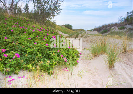Wild Rose Blüte Bush, eine blühende Briar auf einer Sanddüne Stockfoto