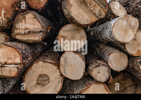 An einem bewölkten Herbst Tag, es gibt viele grobe Protokolle von Weichholz. Blick auf das Ende sägeschnitte von Baumstämmen. Stockfoto