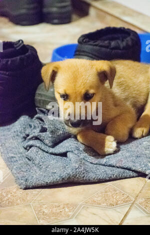 Cute Welpe Blick auf die Kamera, Nahaufnahme, selektive Fokus. Welpe - Porträt von niedlichen Welpen. Stockfoto
