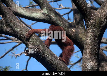 Die Orang-utans (Pongo pygmaeus) sind drei rezenten Arten von Menschenaffen in Indonesien. Sie sind derzeit nur in die Regenwälder von Borneo gefunden Stockfoto