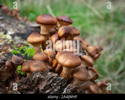 Gruppe von armillaria auf Waldboden Stockfoto
