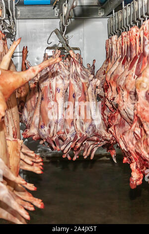 Schweine hängen an einem Schlachthof industriellen Prozess Fleisch Stockfoto