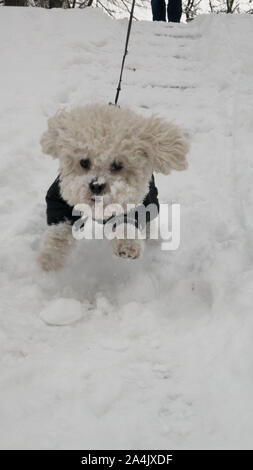 Bichon Frise Hund im Winter Jacke fröhlich durch den Schnee. Kleinen weißen Hund läuft im Freien in flauschig frischen weißen Schnee. Winter- und h Stockfoto