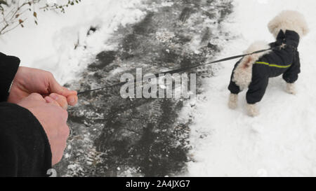 Des Eigentümers Händen halten Bichon Hund im Winter Jacke an der Leine während der Wanderung. Stockfoto