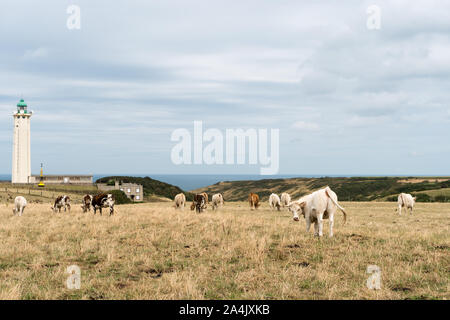 La-Poterie-de-Cap d'Antifer, Seine-Maritime/Frankreich - 14 August, 2019: eine Herde Kühe weiden an der Küste der Normandie mit dem Cap d'Antifer Leuchtturm Stockfoto