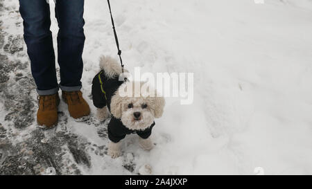 Der Eigentümer und die Kleine weiße Bichon Frise Hund im Winter Jacke. Spaziergang auf der Straße mit Schnee bedeckt. Stockfoto