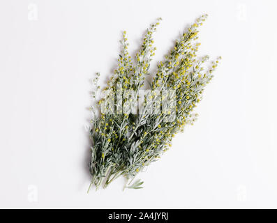 Heilpflanzen, Sagebrush, Artemisia, Beifuß auf einem weißen Hintergrund. Stockfoto