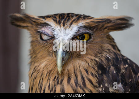 Portrait von Angry angst Buffy, Ketupa ketupu Fische Eule, auch als die Malaiische fische Eule, wecken bekannt und von merkwürdigen Ton gestört und winking Gelb Stockfoto