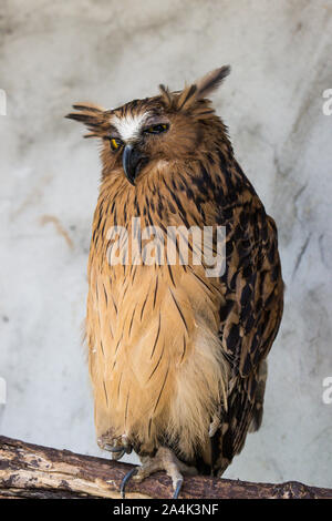 Portrait von Angry angst Buffy, Ketupa ketupu Fische Eule, auch als die Malaiische fische Eule, wecken bekannt und von merkwürdigen Ton gestört und winking Gelb Stockfoto
