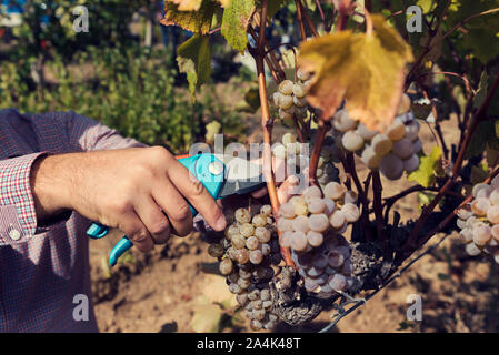 Des Menschen Hände der Traube mit gartenschere. Selektiver Fokus Stockfoto