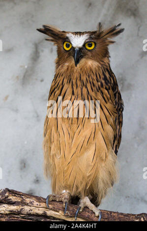 Portrait von Angry angst Buffy, Ketupa ketupu Fische Eule, auch als die Malaiische fische Eule, wecken bekannt und von merkwürdigen Ton gestört und winking Gelb Stockfoto