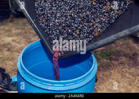 Gießen gepressten Trauben und Saft während der Weinbereitung. Selektiver Fokus Stockfoto