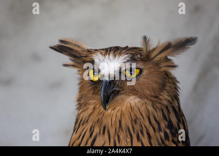Portrait von Angry angst Buffy, Ketupa ketupu Fische Eule, auch als die Malaiische fische Eule, wecken bekannt und von merkwürdigen Ton gestört und winking Gelb Stockfoto