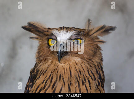Portrait von Angry angst Buffy, Ketupa ketupu Fische Eule, auch als die Malaiische fische Eule, wecken bekannt und von merkwürdigen Ton gestört und winking Gelb Stockfoto