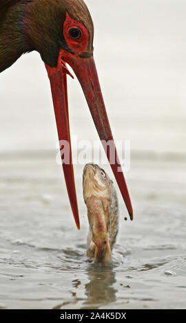 Der Schwarzstorch (Ciconia nigra), Fische zu fangen, Stockfoto