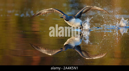 Red-throated Diver, Eistaucher (Gavia stellata) Stockfoto