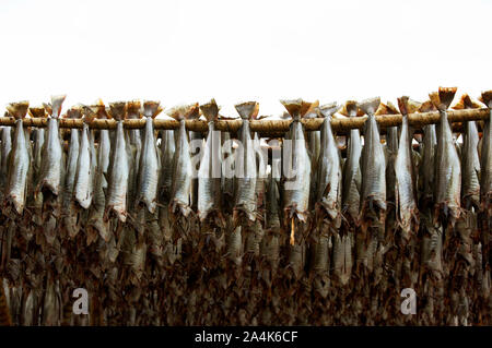 Das Trocknen von Fisch in RÂØst Stockfoto