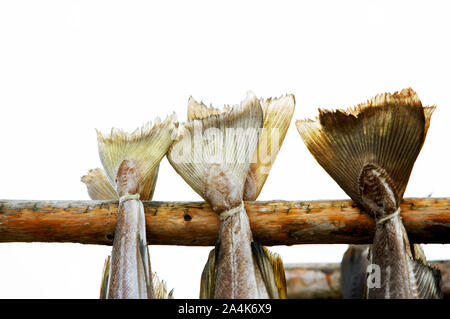 Das Trocknen von Fisch in RÂØst Stockfoto