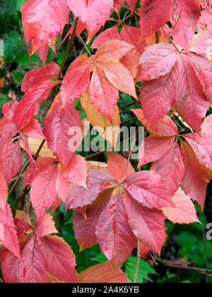 Helle rote Blätter im Herbst von wildem Wein, Parthenocissus Subtomentosa, aka Victoria Kriechgang, fünf-leaved Ivy. Stockfoto