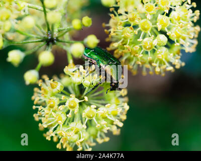 Rose Käfer Käfer, Chrysolina graminis. Glänzend, Smaragd grün metallic großes Insekt auf Efeu, Hedera, Blume. Nahaufnahme, selektiven Fokus. Regentropfen nach Stockfoto