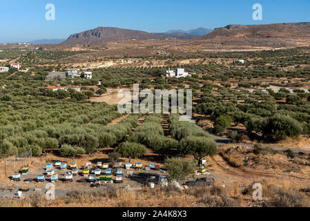 Kato Gouves, Kreta, Griechenland. Oktober 2019. Olivenbäume und Bienenvölker auf Ackerland in der Nähe von Gouves an der nördlichen Küste. Stockfoto