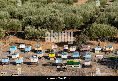 Kato Gouves, Kreta, Griechenland. Oktober 2019. Olivenbäume und Bienenvölker auf Ackerland in der Nähe von Gouves an der nördlichen Küste. Stockfoto