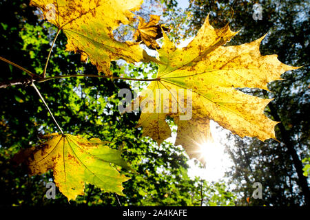 Hannover, Deutschland. 15 Okt, 2019. Die Sonne scheint durch die autumnally verfärbte Blatt eines Ahorn Baum im Stadtwald Eilenriede. Credit: Hauke-Christian Dittrich/dpa/Alamy leben Nachrichten Stockfoto