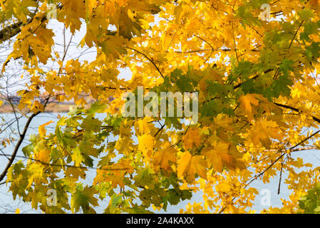 Sammlung von schönen bunten Herbstlaub / grün, gelb, orange, rot Stockfoto