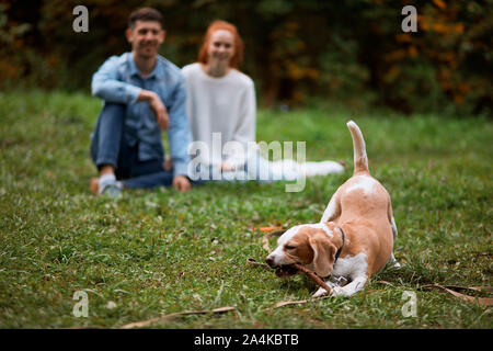 Funny pet Spielen mit Stick in den Park, glückliche Familie sitzt auf dem Gras, in die sich in der verschwommenen Hintergrund des Fotos Stockfoto