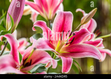 Bündel leuchtend rosa Lilien. Nahaufnahme einer geöffnet Lily von anderen Lilien umgeben. Blüte leuchtend rosa Blüten. Stockfoto