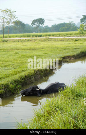 Chitwan Nationalpark Nepal Südasien Stockfoto