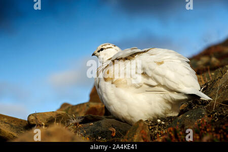 Rock Alpenschneehuhn (Lagopus muta hyperborea), Billefjord, Svalbard, Spitzbergen, Norwegen, Skandinavien, Stockfoto