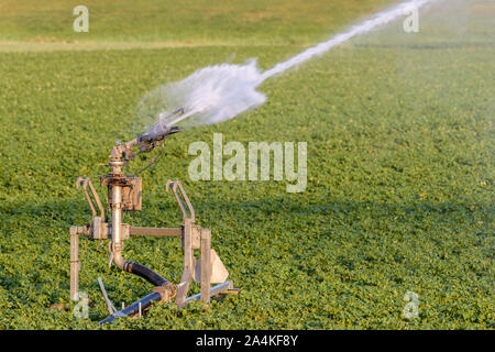 Ein Sprinkler ist Wasser auf Ackerland während einer Dürreperiode. Stockfoto